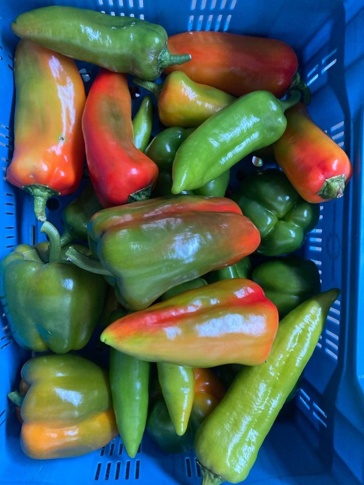 Pflanzen Tomaten alte Sorten aus eigener Zucht in Recklinghausen