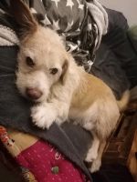 Zu Hause gesucht Rüde Maiky Hund Dresden - Prohlis-Nord Vorschau