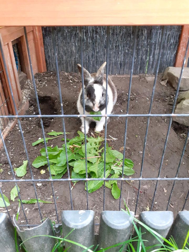 Kaninchen zu verkaufen in Sundern (Sauerland)