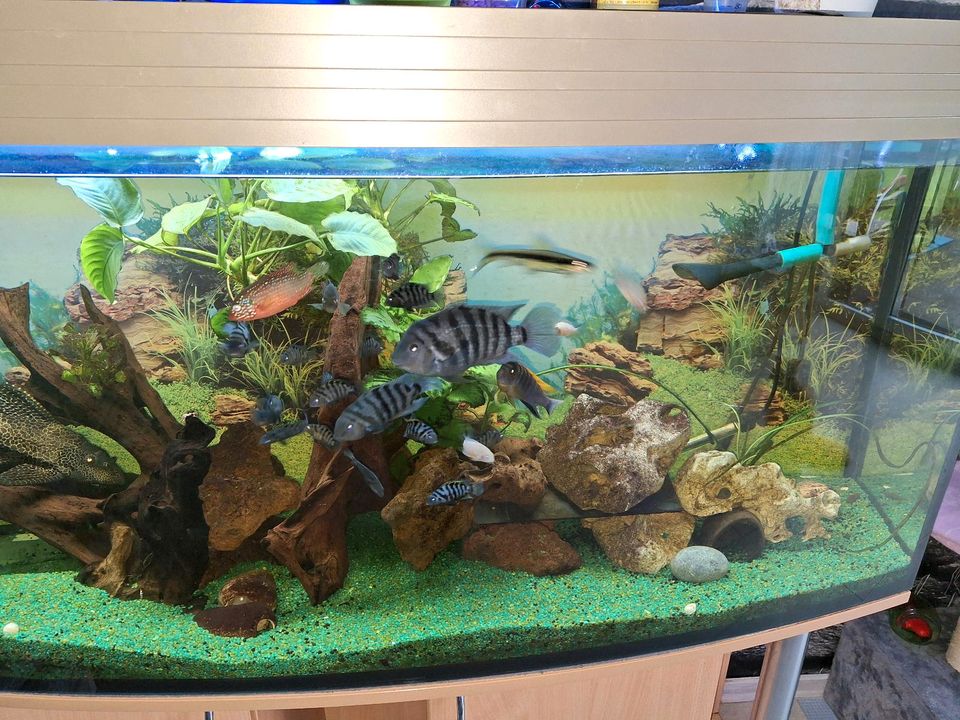 Aquarium 150 cm in Essen