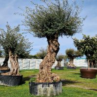 Olea europaea Bonsai Hochstamm Nr 2004 Nordrhein-Westfalen - Delbrück Vorschau