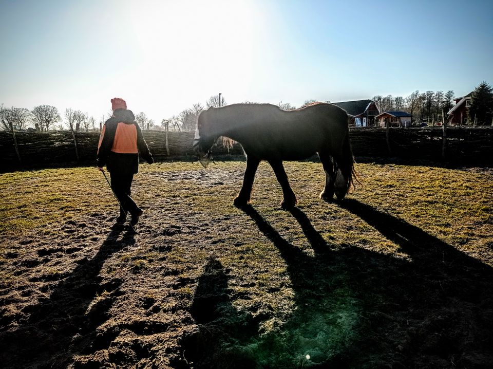 Pferdeurlaub Ostsee alleinreisende Frauen Reiterferien Erwachsene in Saatel