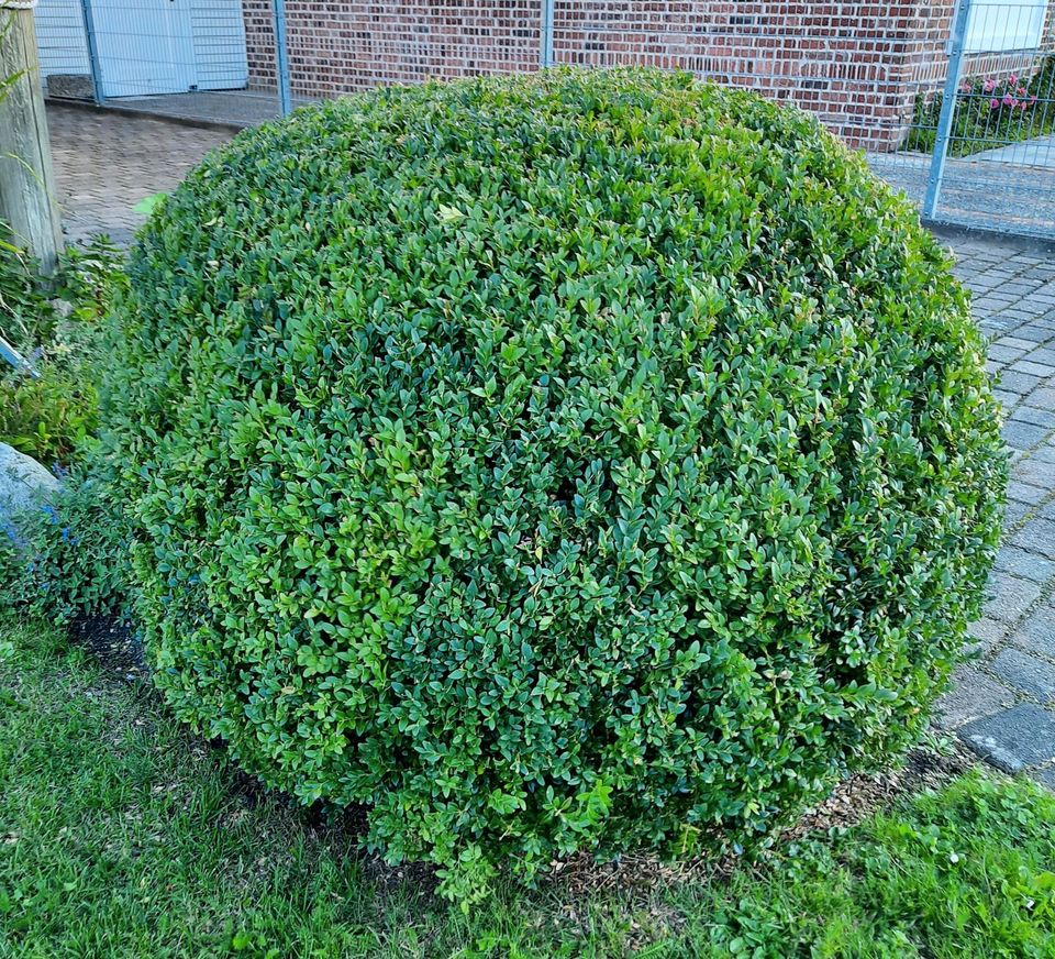 Buchsbaum Kugel in Kiel