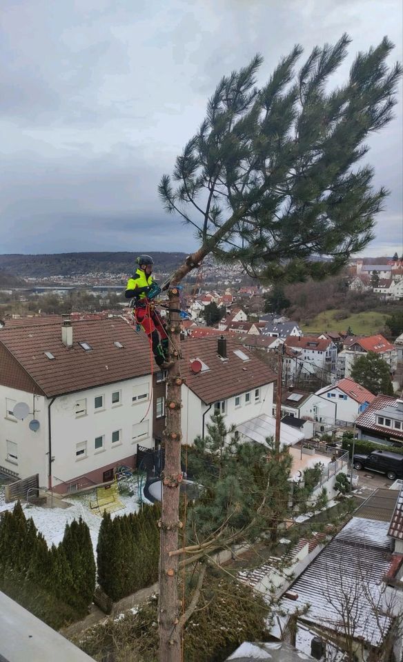 Baumfällung/ Baumpflege/ Baumschnitt/ Baum fällen/ Fällarbeiten in Stuttgart