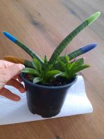 Topfpflanze Sansevieria Cylindrica Nordrhein-Westfalen - Erftstadt Vorschau