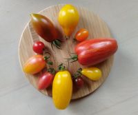 Bio Cocktailtomaten- Flaschen- Tomatensamen, Paprikasamen Eimsbüttel - Hamburg Schnelsen Vorschau