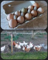 Frische Eier von unseren Hühnern in Dickesbach Rheinland-Pfalz - Dickesbach Vorschau