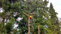 Fachgerechte Baumfällung / Baum fällen / Fällung / Sturmschaden Hessen - Gudensberg Vorschau