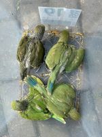 Halsbandsittich Jungvögel Grün Spalt Bs abzugeben für Handaufzuch Nordrhein-Westfalen - Herzebrock-Clarholz Vorschau