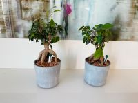 Ikea Bonsai, Ficus, BOYSENBÄR, Bäumchen Nordrhein-Westfalen - Inden Vorschau