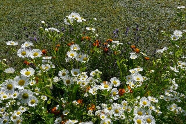 Blumenstauden, Stauden, Büsche, Kräuter, Bodendecker in Eggebek