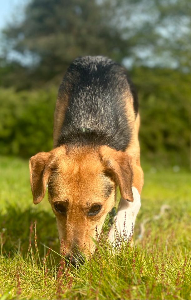 Poppy, Hündin, ca 1,5 Jahre, ca 45 cm in Wegberg