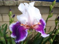 1 hohe Schwertlilie / Bart-Iris "Ringo" Bayern - Karlstein Vorschau