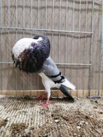 Tauben zu verkaufen, Norwichkröpfer und Brünner Kröpfer Nordrhein-Westfalen - Gütersloh Vorschau