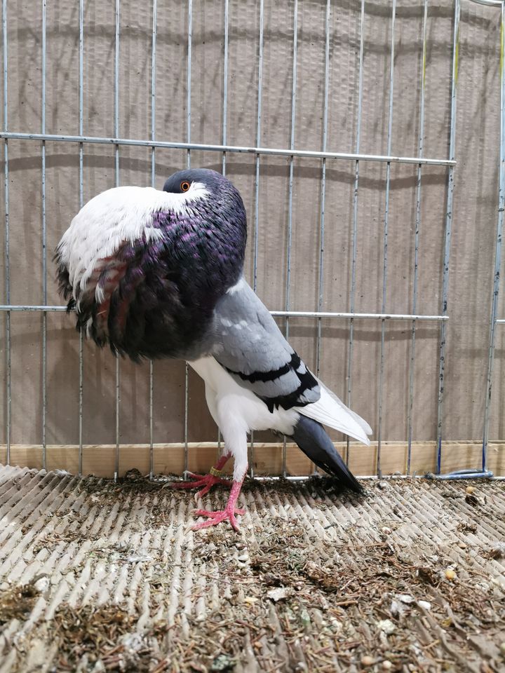 Tauben zu verkaufen, Norwichkröpfer und Brünner Kröpfer in Gütersloh