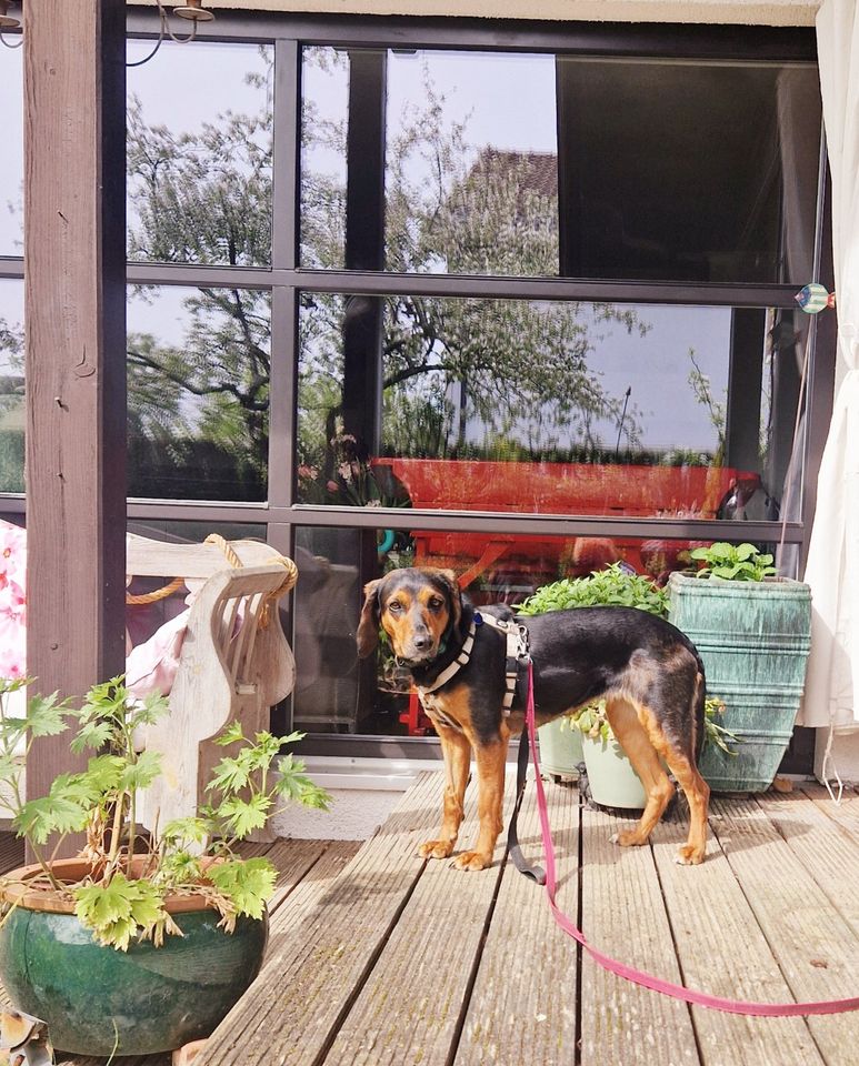 Frida, lieb, schüchtern sucht geduldige Menschen in Dießen