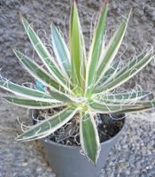 Agave Filifera marginata "Schidigera Cv Shira Ito No Hoi" Baden-Württemberg - Rheinstetten Vorschau