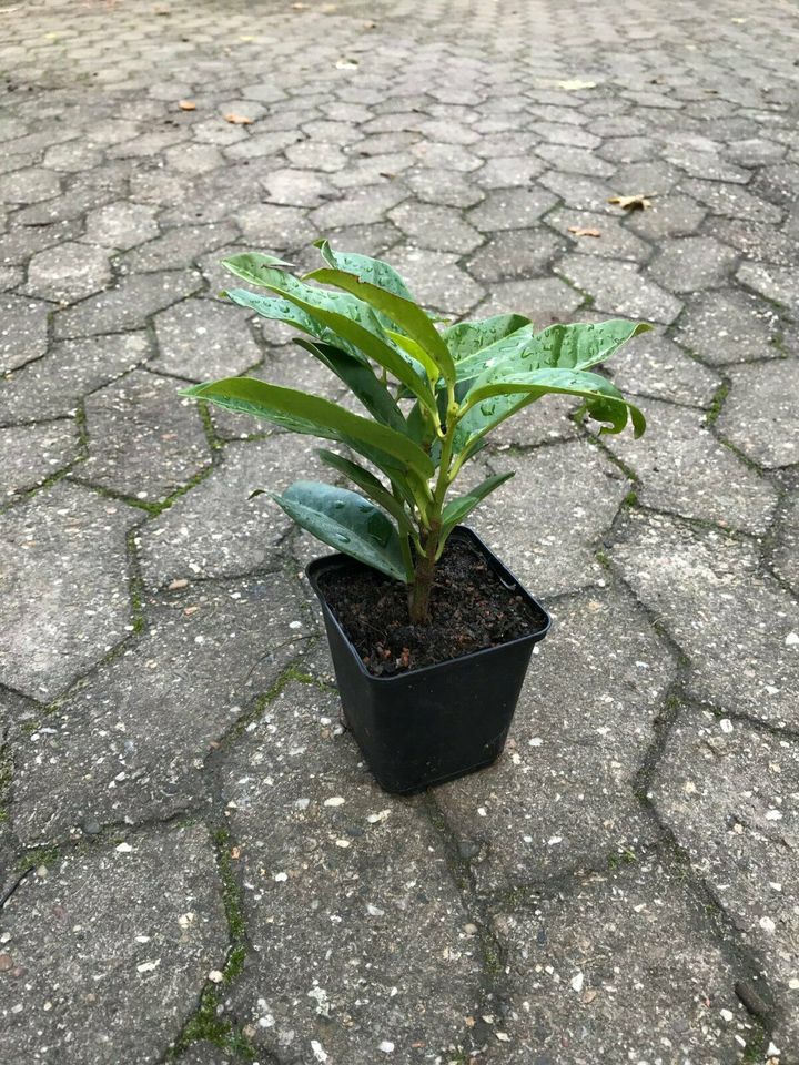 Kirschlorbeer - Genolia Etna Rotundifolia Novita Portugiesischer in Willich