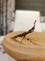 Phyllocrania paradoxa L4 m/w Gottesanbeterin Mantis Sachsen - Wechselburg Vorschau