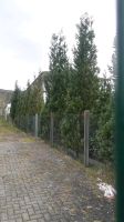 Thuya Hecke Sichtschutz Tannenbaum 16stück 2m-5m hoch Hessen - Haiger Vorschau