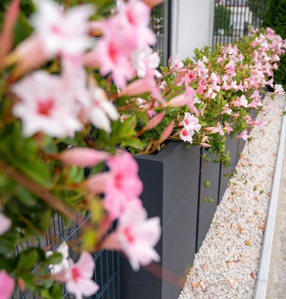 Pflanzkübel, Blumenkübel als Sichtschutz und zur Gartengestaltung in Dresden