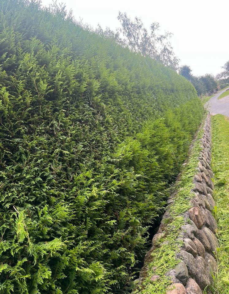 Hecke schneiden , Heckenrückschnitt , Heckenentfernung in Steinbergkirche