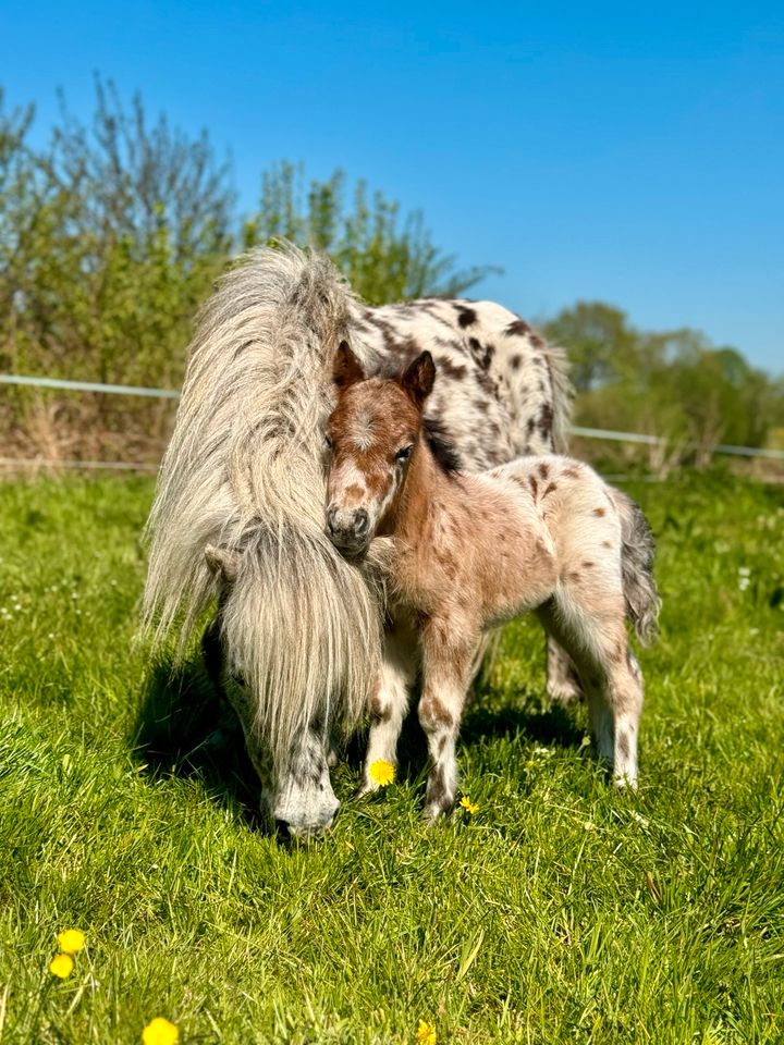 Mini Shetty Partpred Tigerschecke Appaloosa in Quickborn