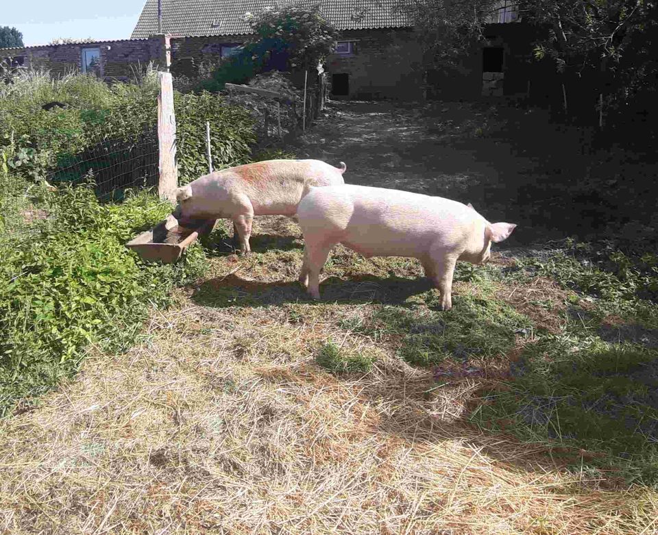 Landhaus und dazu reichlich Grundstück in Groß Luckow