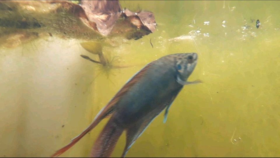 junge Rundschwanzmakropoden Gartenteich Macropodus ocellatus in Leipzig