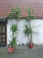Palmen, Pflanzen, Blume Bayern - Blindheim Vorschau