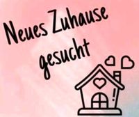 Dringend !! Haus oder Wohnung gesucht Bayern - Kaufbeuren Vorschau