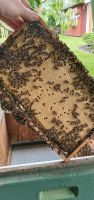 Bienenköniginen Carnica F1 Niedersachsen - Jever Vorschau