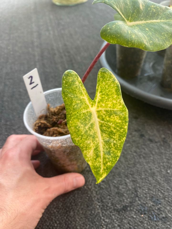 Alocasia New Guinea Gold yellow variegata aurea in Berlin