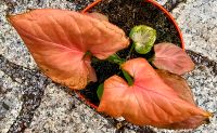 Syngonium Orm Nag very Red Hessen - Obertshausen Vorschau