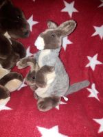 Känguru mit Baby als Fingerpuppe Wild Republic Stofftier Plüsch Stuttgart - Stammheim Vorschau