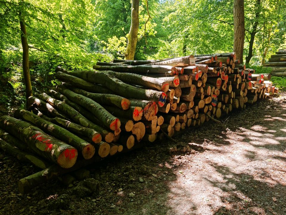 Stammholz Rundholz Brennholz Kiefer Buche Eiche etc.mit Lieferung in Alzey