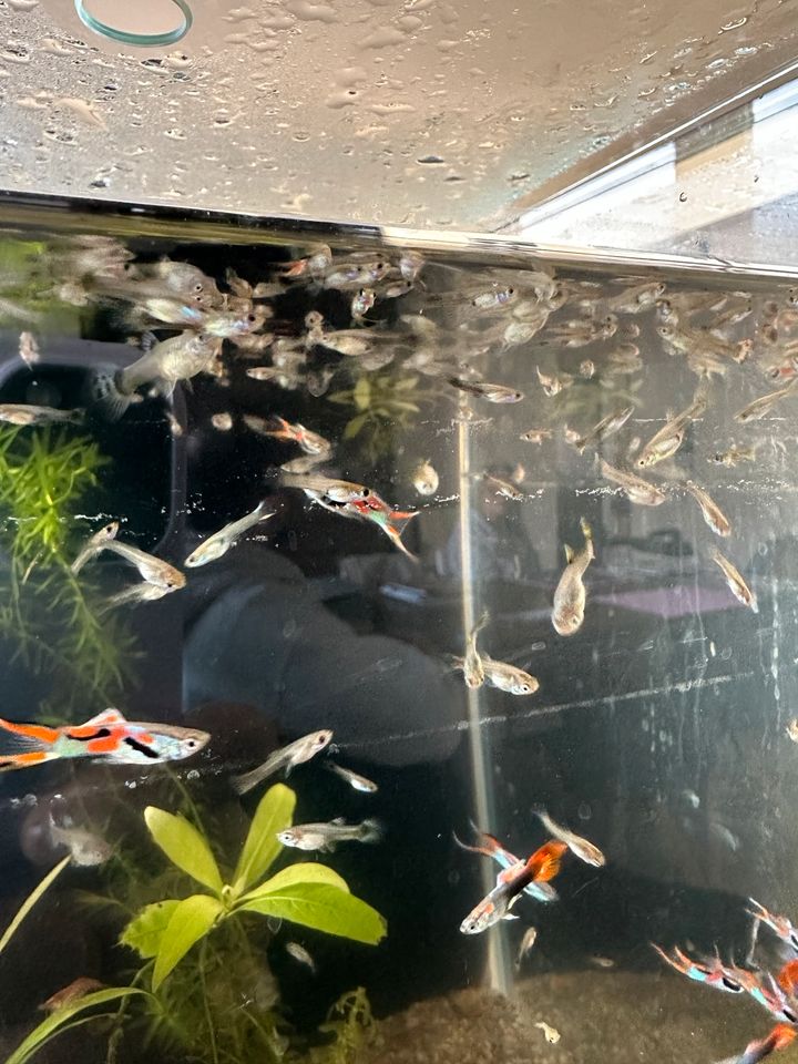 Guppy’s zu verkaufen 10 Fische für 5€ in Heilbronn