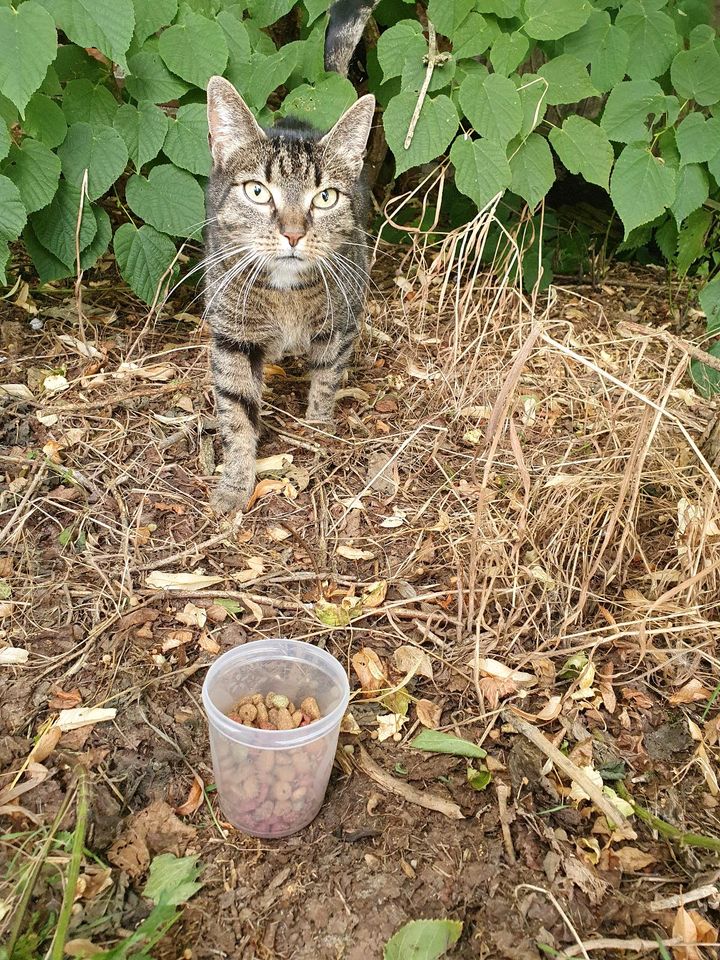 Unbekannte Katzen! Wer kennt sie? in Woltersdorf SA