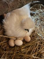 Brut Eier von Seiden Hühner Sachsen - Hainichen Vorschau