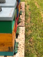 BienenGrundstück, Wald ,Wiese, Freizeitgrundstück, streuobstwiese Baden-Württemberg - Gemmrigheim Vorschau