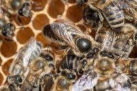 Bienenvölker auf DNM & DN1.5 Hessen - Marburg Vorschau