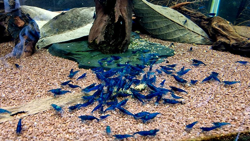 Dream Blue Garnelen Neocaridina in Korbach