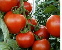 Tomate Harzfeuer im 9cm Topf Stück 2€ Gurken Zucchinis Kürbis Brandenburg - Karstädt Prignitz Vorschau