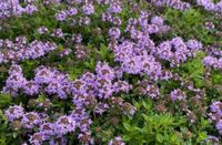 Bergbohnenkraut winterhart lila blühend Heilpflanze sehr robust Berlin - Spandau Vorschau