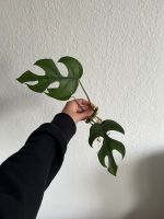 Monstera Minima Ableger, Zimmerpflanze Bochum - Bochum-Mitte Vorschau