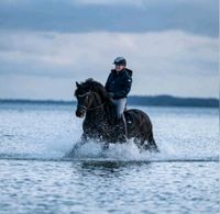 New Forest Pony Schleswig-Holstein - Pronstorf Vorschau