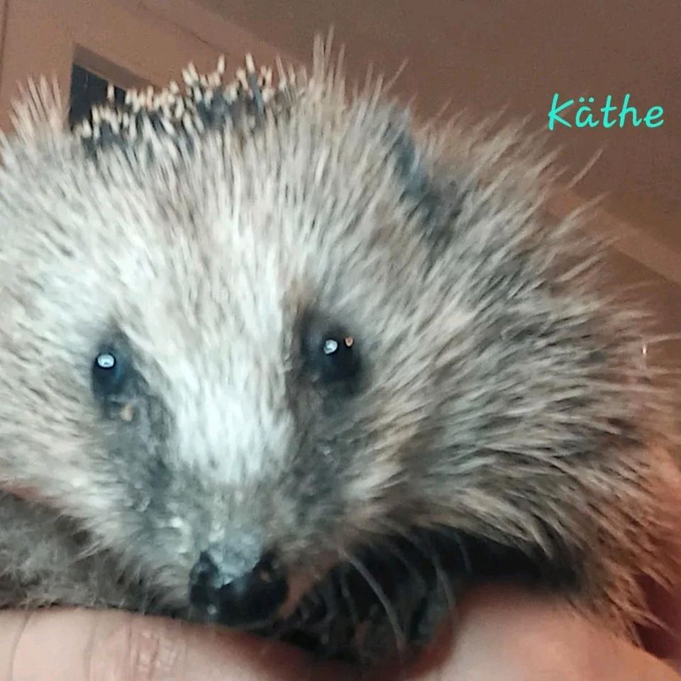 Kuschelhöhle v nobby für Katzenhöhle *Igelhilfe * in Essen