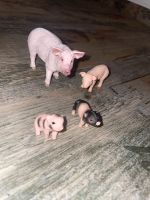 Schleich Schwein 13782 13783 42422 Thüringen - Berlingerode Vorschau