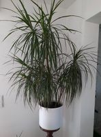 Grünpflanze Dracaena-Drachenbaum 120 cm groß Baden-Württemberg - Rottweil Vorschau