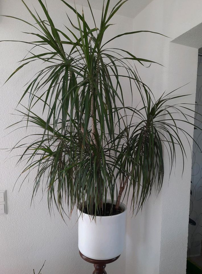 Grünpflanze Dracaena-Drachenbaum 120 cm groß in Rottweil